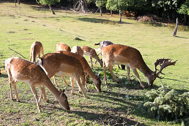 Ferienwohnung Förster Frohgemut