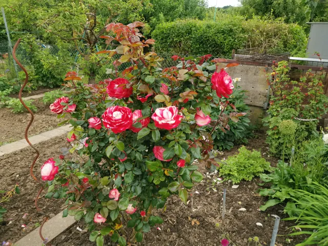 Gartenbauverein Döppelhahn