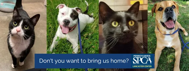 Pennsylvania SPCA Lancaster Center