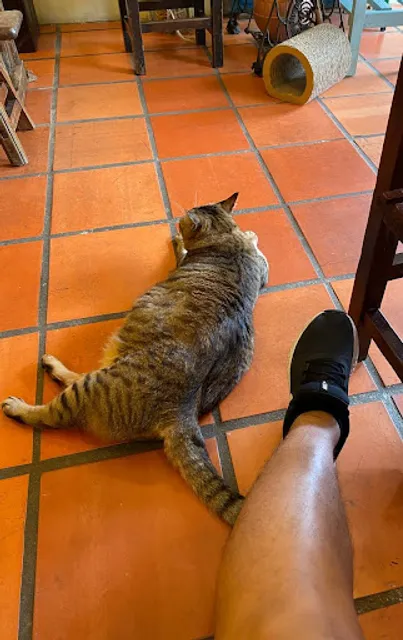 XL Cat
