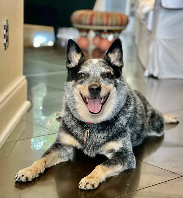 Animal Health Center