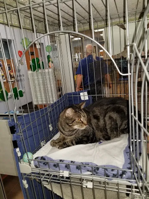 Last Hope, Inc. Animal Rescue & Rehabilitation