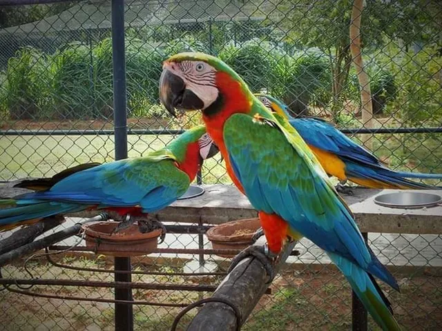 Birds Park & Birds Research Center - Hambantota