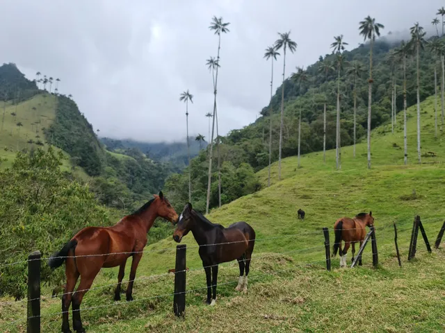 Mirador 1 Viewpoint Valle de Cocora