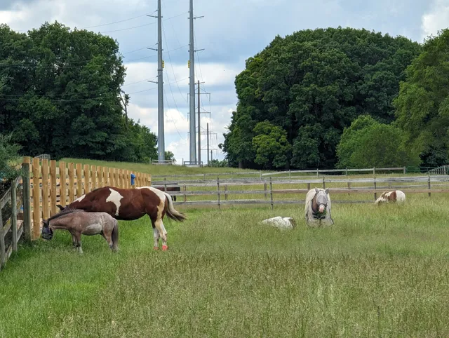 Forest Trails Stable