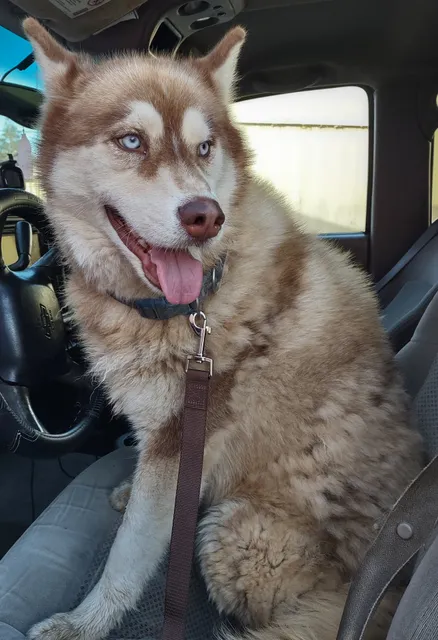 Lorie's Pet Palace Dog Groom