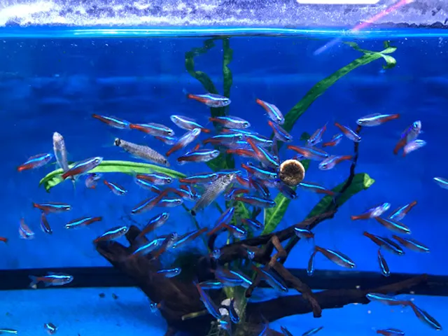 South River Aquarium