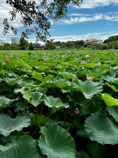 Shinobazuno Pond