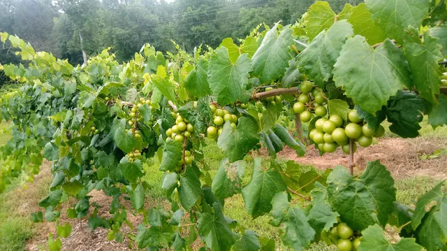 Tesnatee River Winery and Meadery