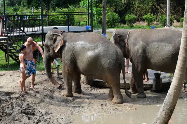 Elephant Jungle Sanctuary Samui (Soi 2 Branch)
