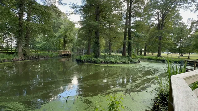 Reelfoot Lake Pontoon Boat Cruise