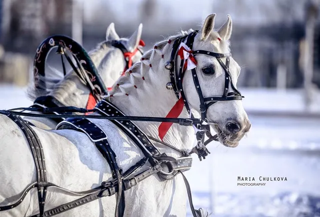 Rossiyskiye Ippodromy