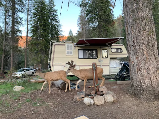 Lodgepole Campground