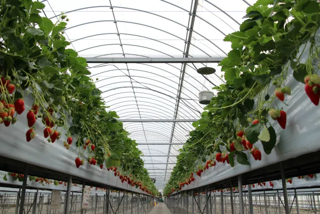 Misono strawberry land