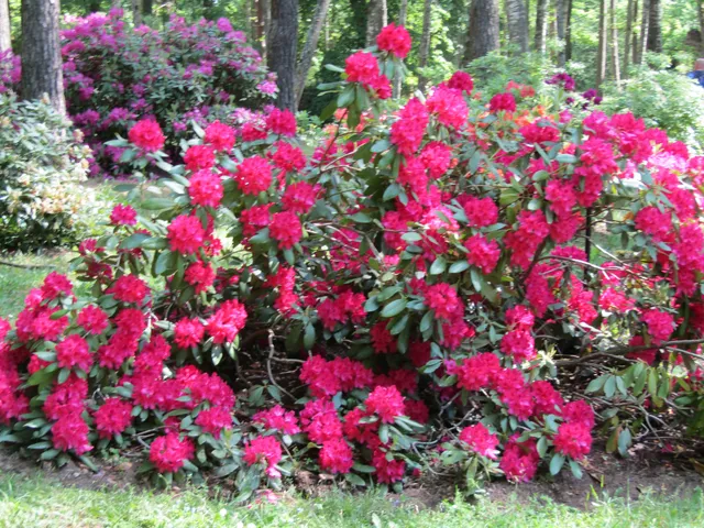 Cīravas rododendru dārzs