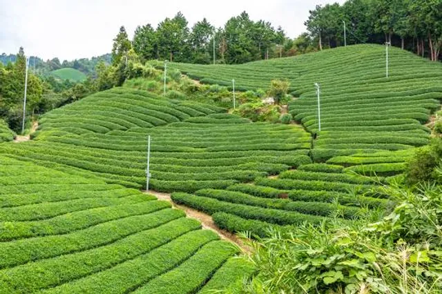 Wazuka Tea Plantation