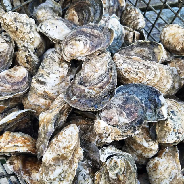 True Chesapeake Oyster Farm