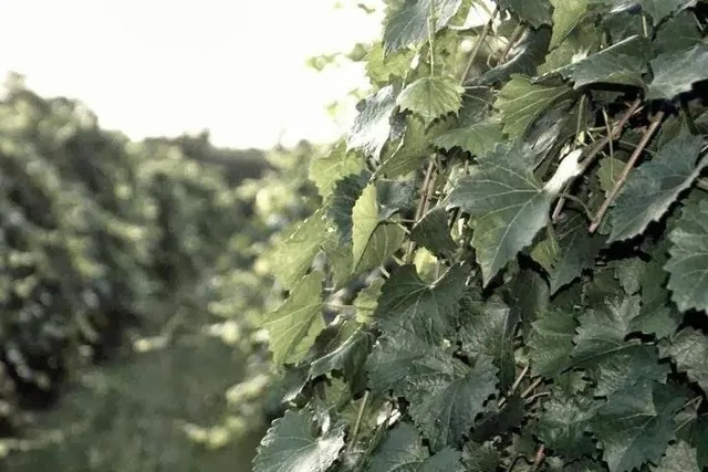 photo-2