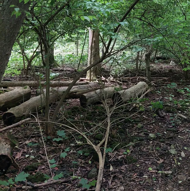 Jane Coates Wildflower Trail