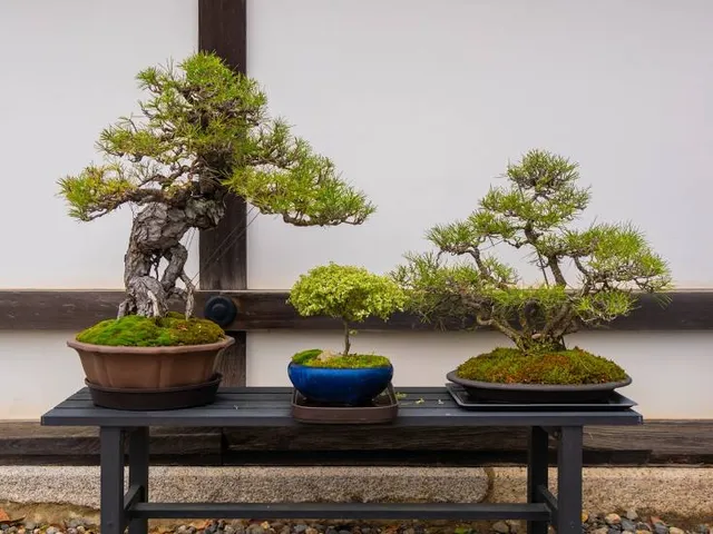 Shunkaen Bonsai Museum