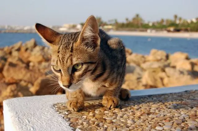 Cat Beach Sanctuary 猫沙滩