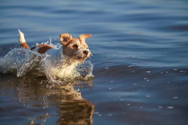 Jose´s Crocodile River Tour