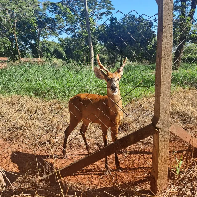Zoológico Ilha Solteira