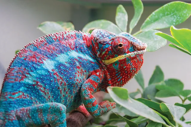 Pili Palas Nature World