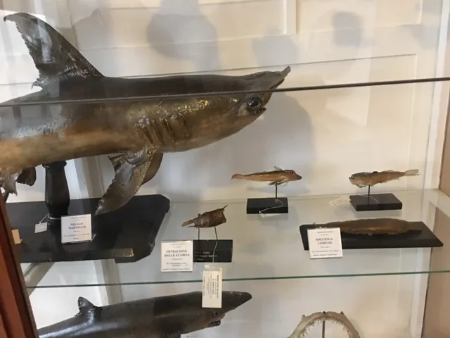 Musei Civici - Museo di Storia Naturale