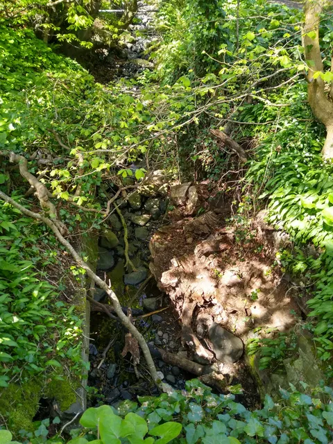 Oakfield Glen and Bashfordsland Wood