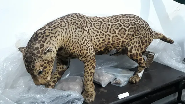 Museu de História Natural do Ceará Prof. Dias da Rocha