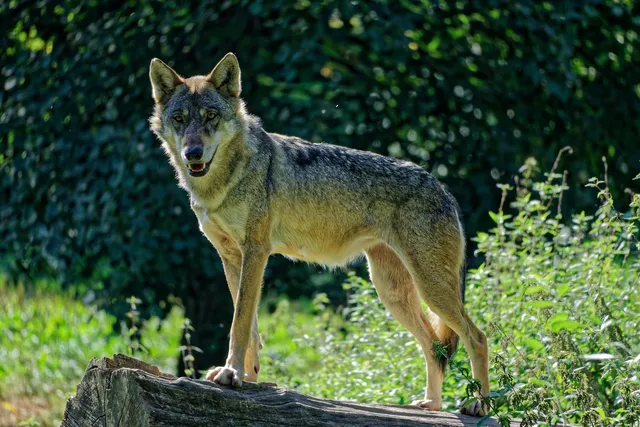 Parc animalier Ste croix