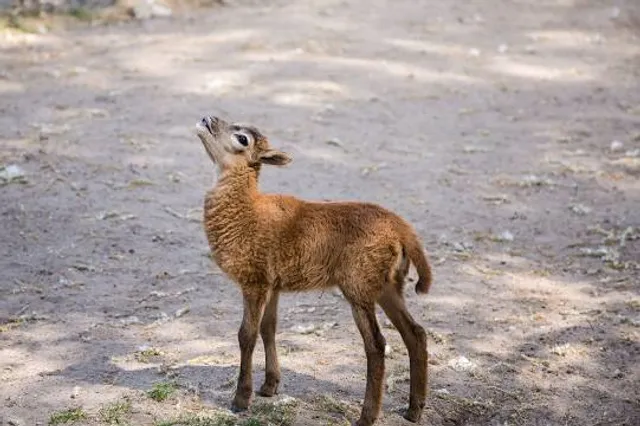 Area archeologica di Pani Loriga - Santadi