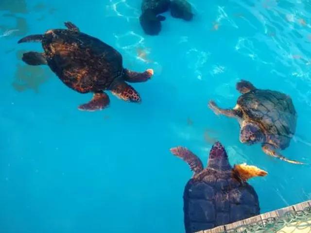 Fundação Projeto TAMAR Florianópolis