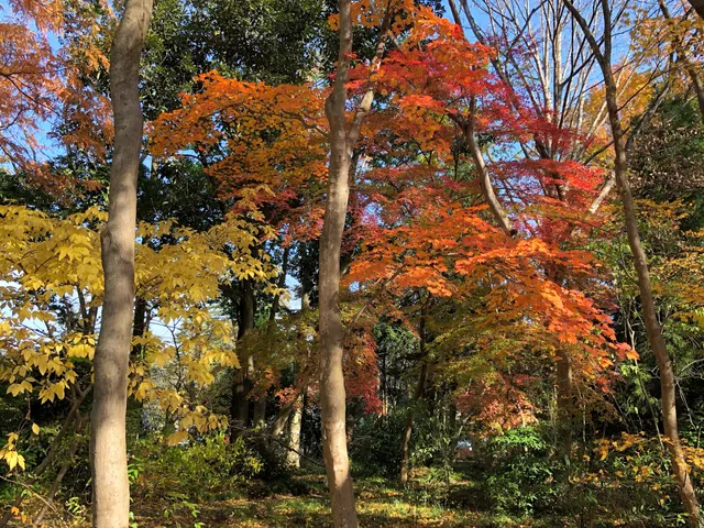 Tohoku University Botanical Gardens