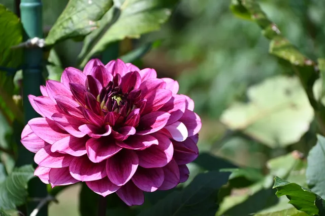 Dahlia Garden