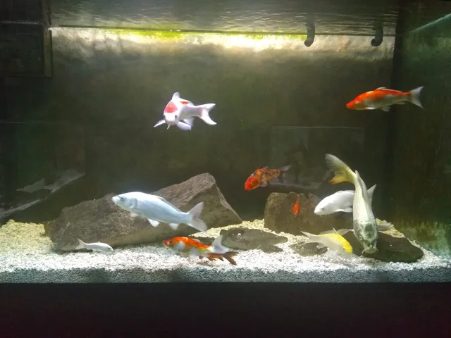 Aquarium Terrarium Krk