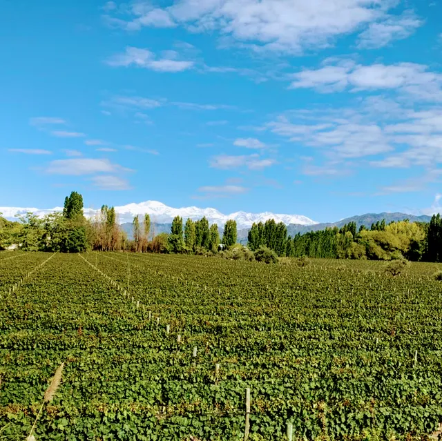 Casarena Bodega y Viñedos