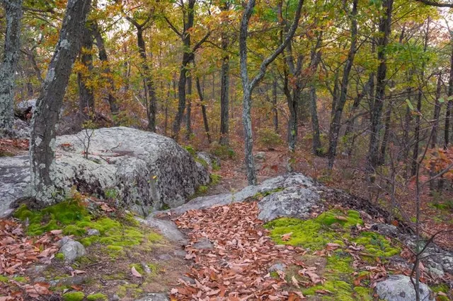 Jenny Jump State Forest
