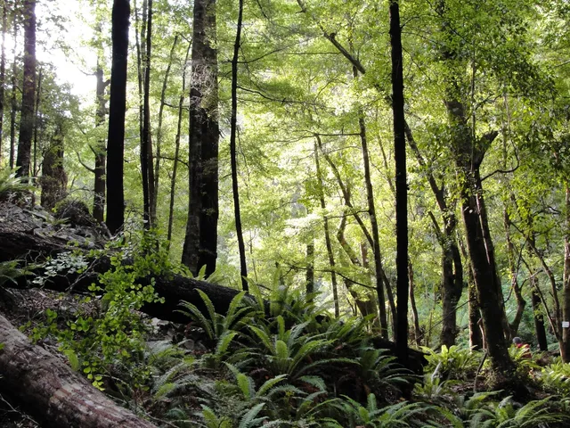 The Brook Waimarama Sanctuary
