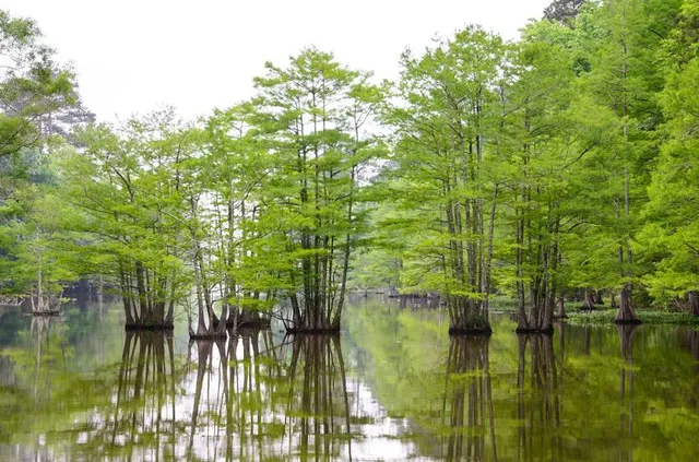 Martin Dies, Jr. State Park