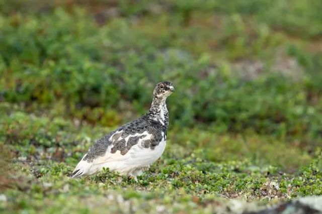Urho Kekkonen National Park