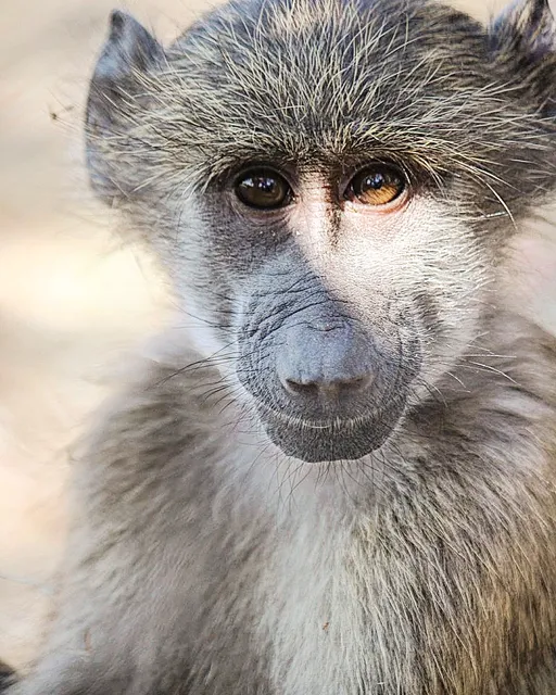 C.A.R.E. The Centre for Animal Rehabilitation & Education