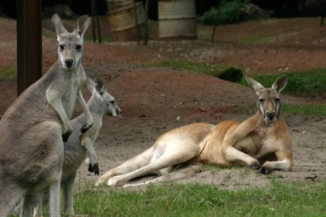LE PARC AUSTRALIEN parc animalier intéractif