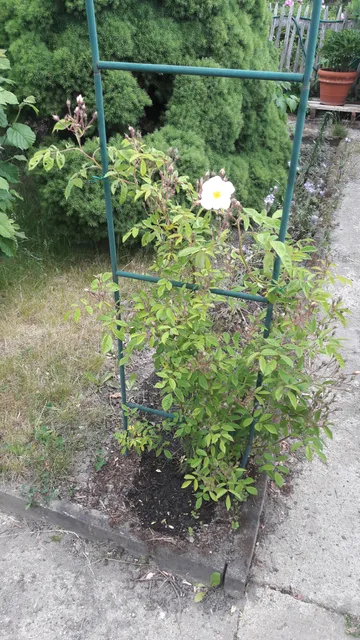 KGV Leipzig-Stünz e.V.