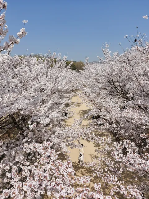 Seoul Forest - Deer Corral