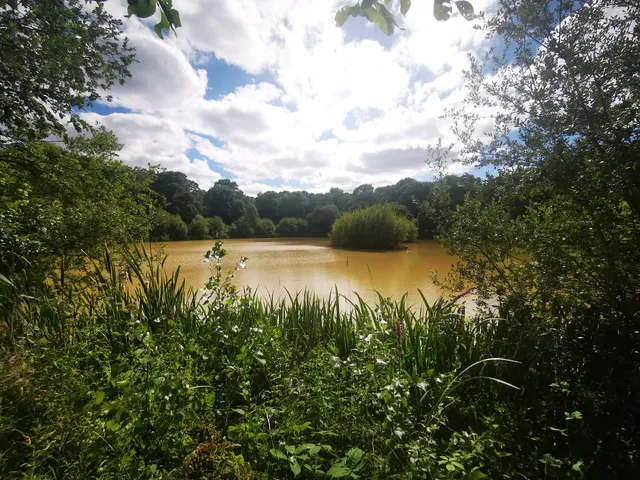 National Trust - Holmwood Common
