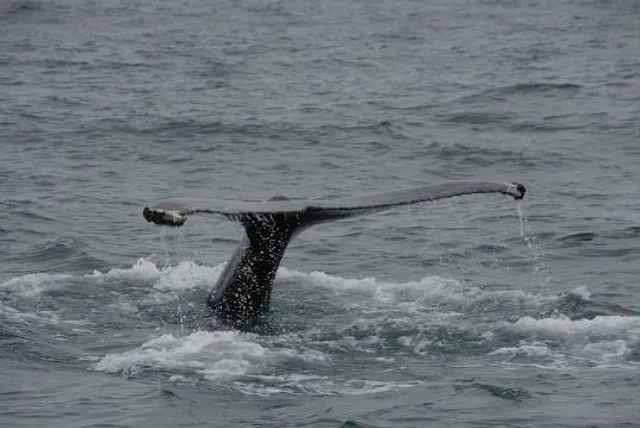 Whales of Iceland