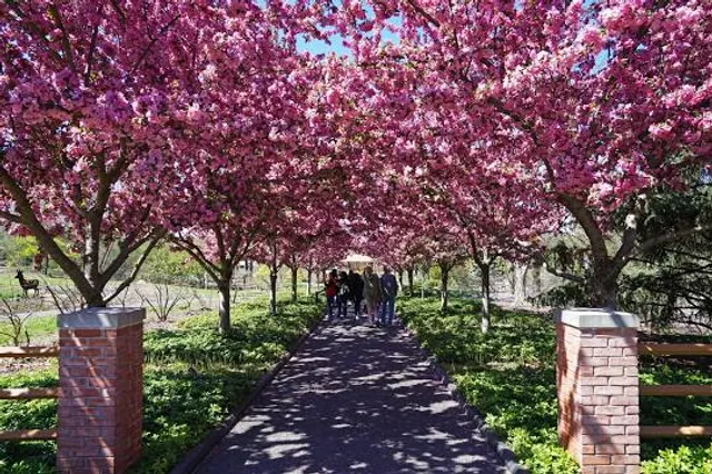 Jackson Park Cherry Blossoms