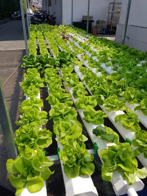 Vườn rau Thanh Tâm